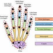 Image result for Fifth Digit Finger