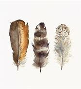 Image result for Chicken Wing Feathers