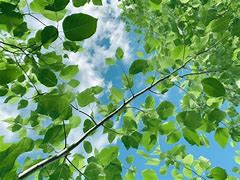 Image result for Greenery Leafy Branches