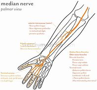 Image result for Median Nerve Distribution Arm