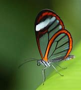 Image result for Greta Oto Butterfly