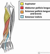 Image result for Abductor Pollicis Longus Anterior View