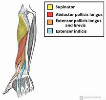 Image result for Extensor Pollicis Brevis Muscle Movements