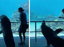 Image result for SeaWorld Sea Lion Show