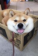 Image result for Very Cute Doggos