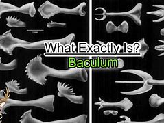 Image result for Coenaculum