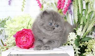 Image result for Grey Californa Swirl Kittens