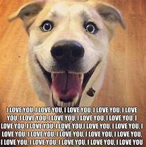 Image result for I Love You Dog Meme