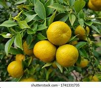 Image result for Citrus Aurantium L