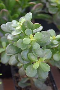 Image result for Baby Jade Plant