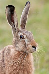 Image result for Hare Portrait Side Profile