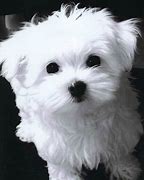 Image result for Long Haired Maltese Dog