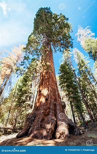 Image result for General Grant Tree Sequoia National Park