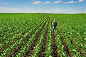 Image result for Farming Stock Image