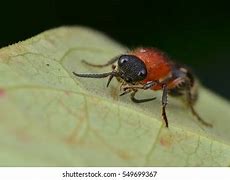 Image result for Red Velvet Ant