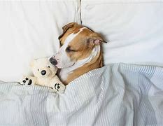 Image result for Wolf Dog Sleep