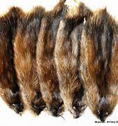 Image result for Muskrat Pelt