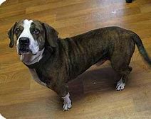 Image result for English Bulldog Basset Hound Mix