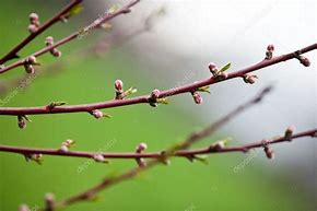 Image result for Identify Peach Tree Buds