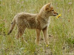 Image result for Coyote Harey