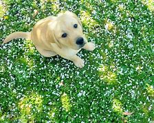 Image result for Spring Pet Wallpaper