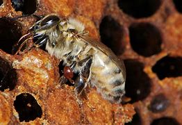 Image result for Bee Mites