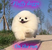 Image result for Fluffy Doggo