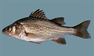 Image result for White Perch