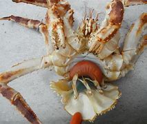 Image result for Crabs Infection