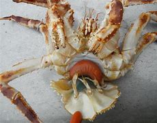 Image result for Crabs Skin Disease