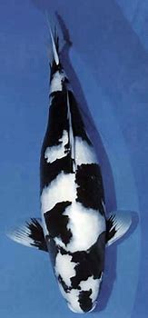 Image result for Utsuri Koi