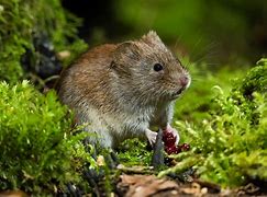 Image result for Meadow Vole and Woodland Volvo