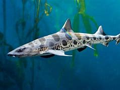 Image result for Shark Tail Pet