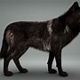 Image result for Black Fur Wolf Dog