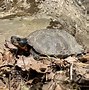 Image result for American Rock Turtle