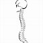 Image result for Drawing of Spine