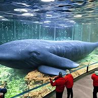 Image result for Blue Whale Aquarium of the Pacific