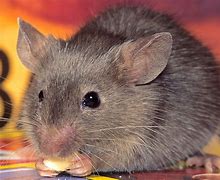 Image result for Pinky Mice