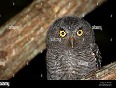 Image result for Night Owl Osa