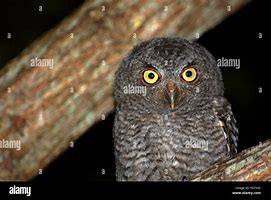 Image result for Owl with Yellow Eyes