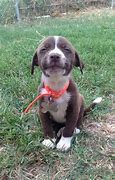 Image result for Smiling Doggo Low Resolution