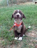 Image result for Dog Smiling Hard