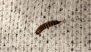 Image result for Little Black Worms