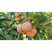 Image result for Petik Buah Sawo