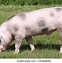 Image result for Swine Side View Pic