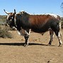 Image result for Nguni Cattle Skins