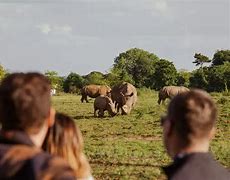 Image result for Moose Reindeer Whipsnade Zoo