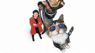 Image result for Darn Cat Activity