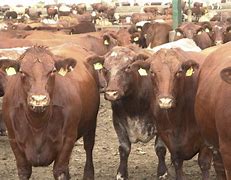 Image result for Feedlot