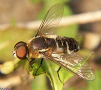 Image result for Flying Ant Bee